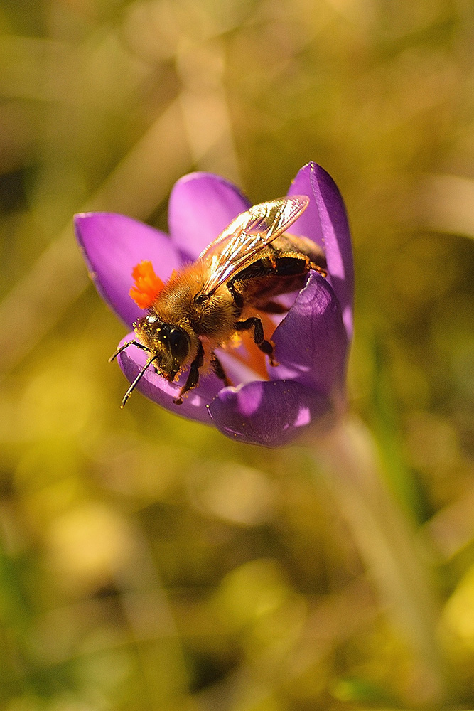 Biene Maja ist bereits schon Anfang Februar 2016 unterwegs!