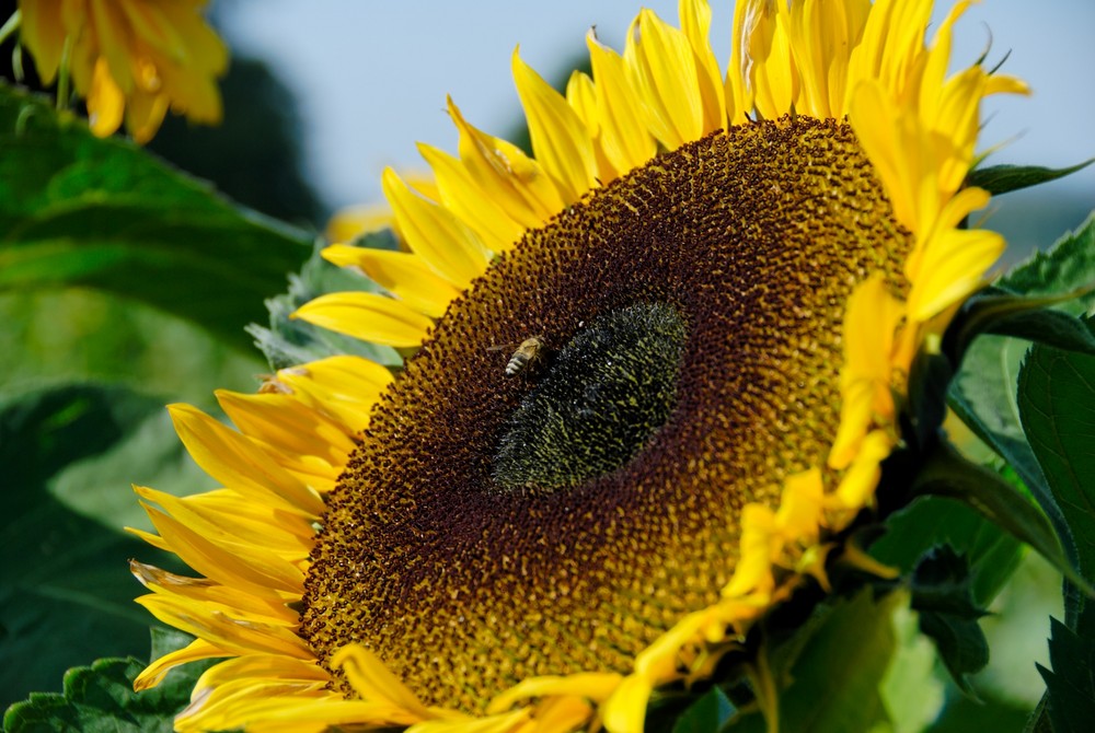 Biene Maja und Sonnenblume