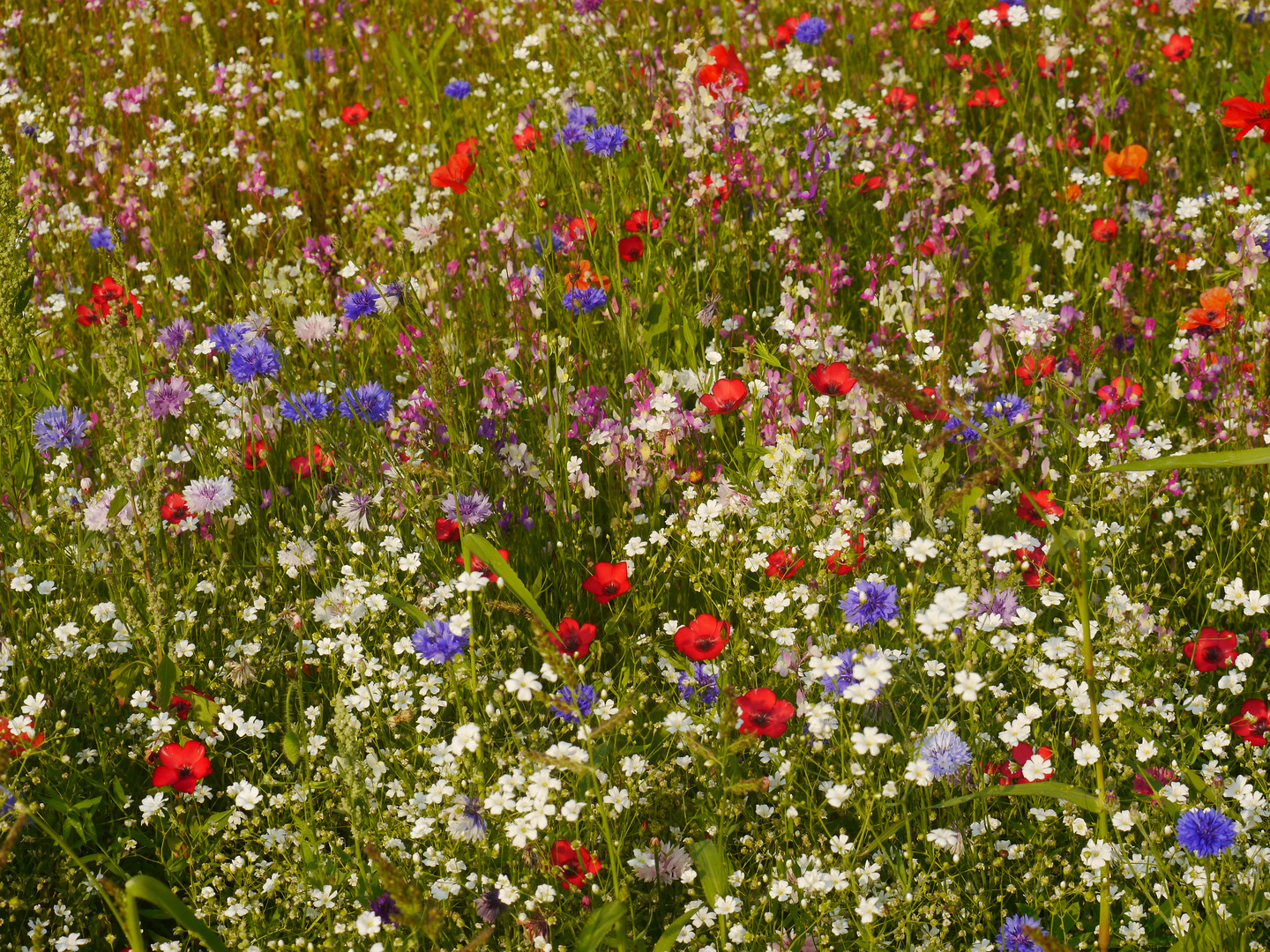 Biene Majas Blumenwiese