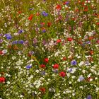 Biene Majas Blumenwiese