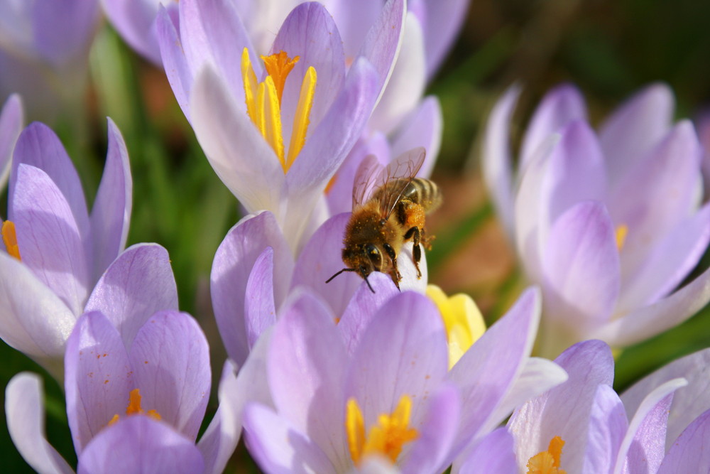 Biene Majas erster Ausflug