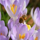 Biene Majas erster Ausflug