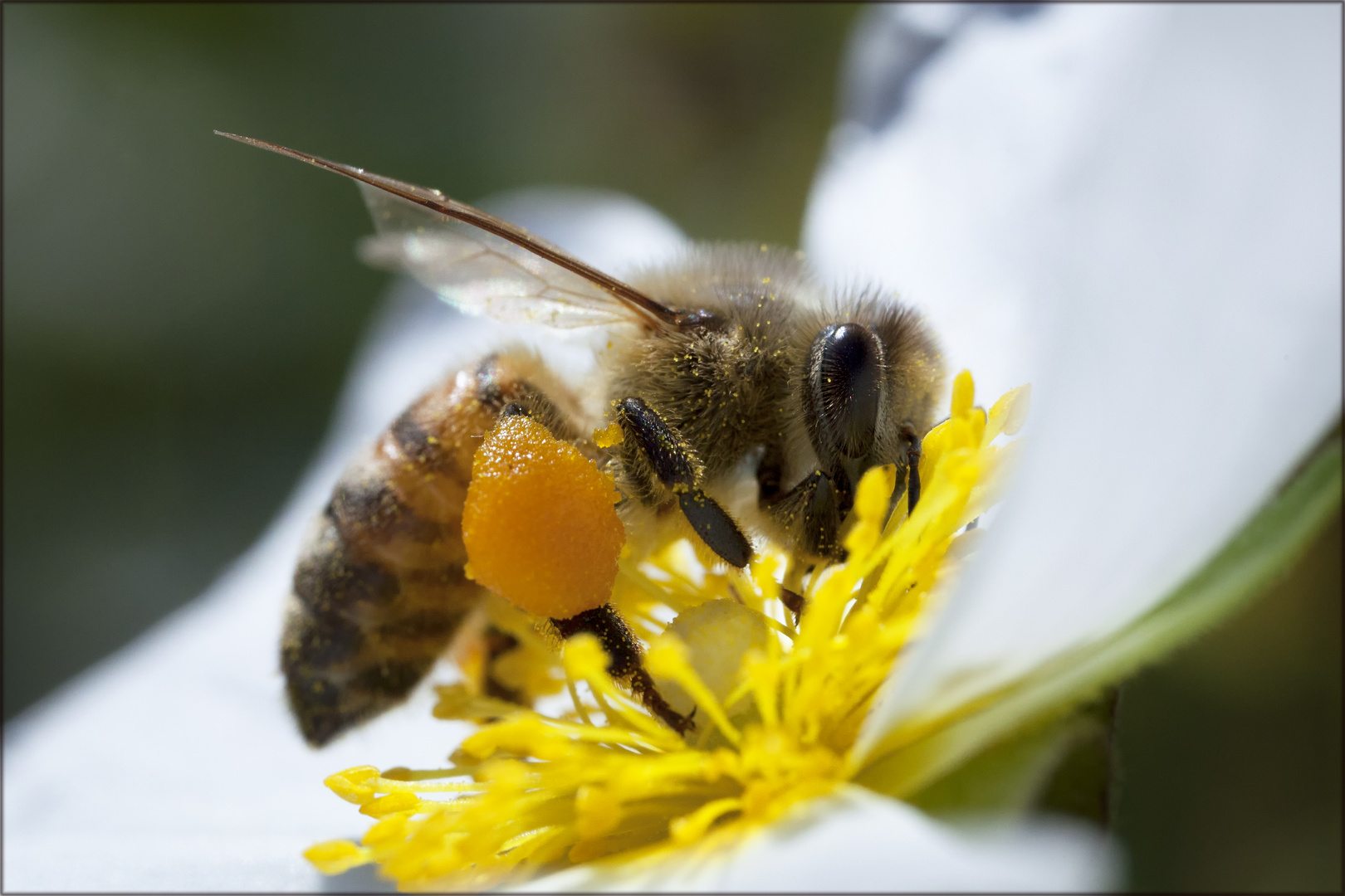 Biene mal ganz groß Foto & Bild | tiere, wildlife ...