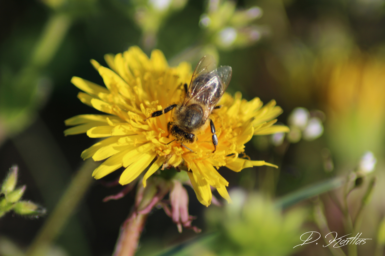 Biene Maya bei der Arbeit