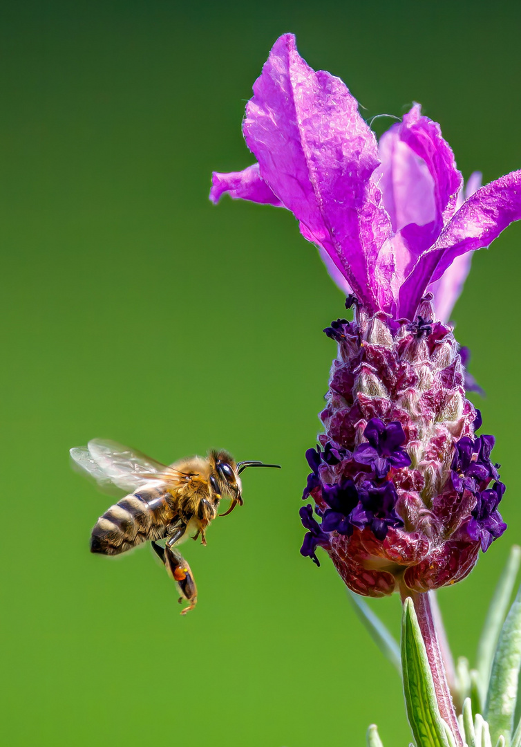 Biene meets Lavendel