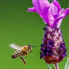 Biene meets Lavendel