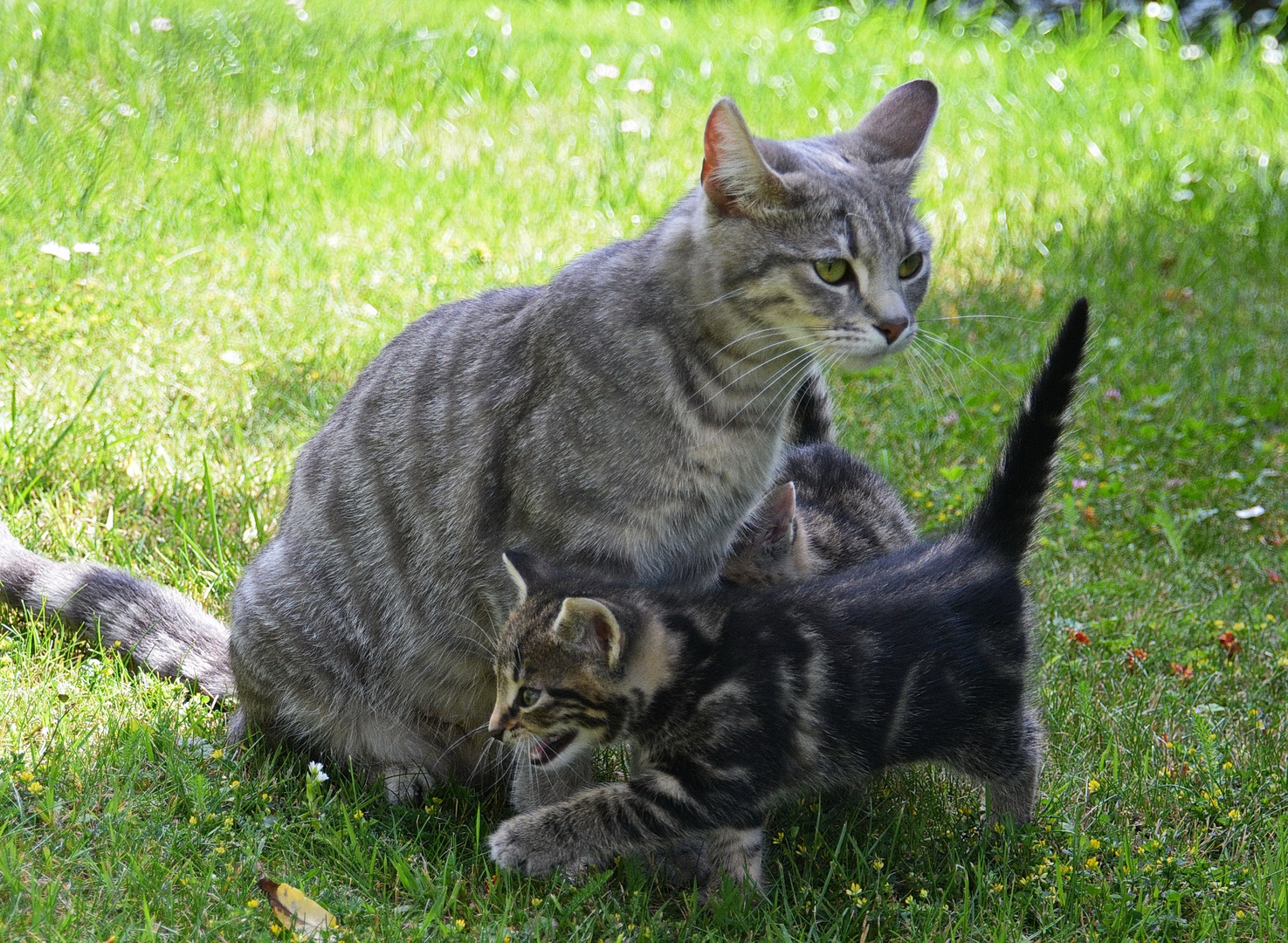 Biene mit 2 ihrer 4 KInder