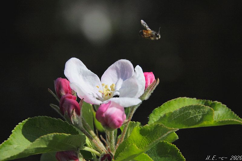 Biene mit Apfel