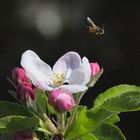 Biene mit Apfel