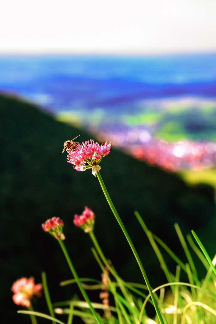 Biene mit Aussicht