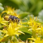 Biene mit Bauchbürste