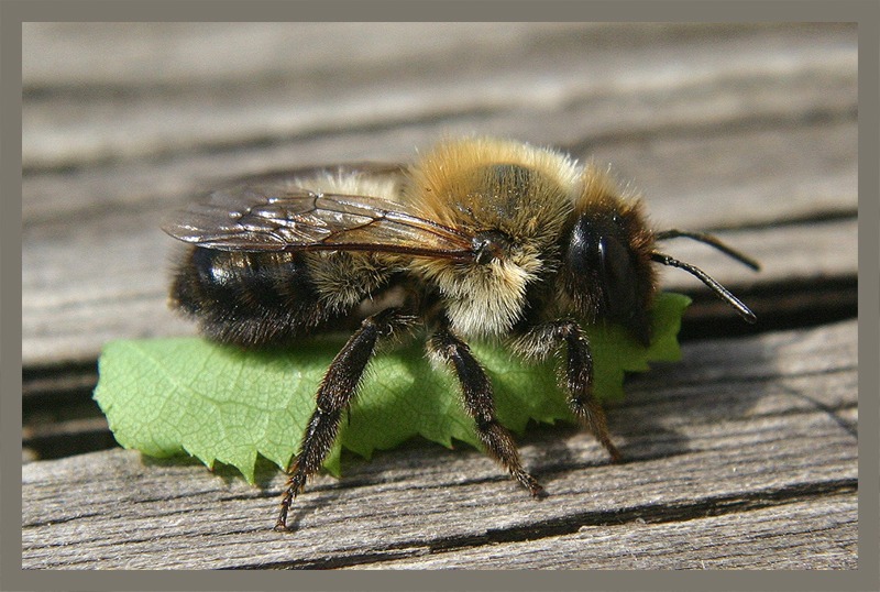 Biene mit Bautrieb