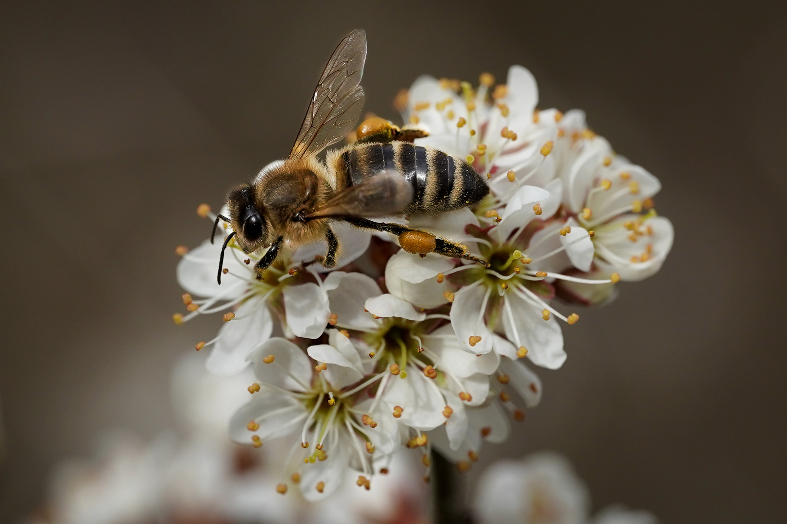 Biene mit Beuteltaschen