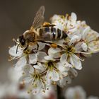 Biene mit Beuteltaschen