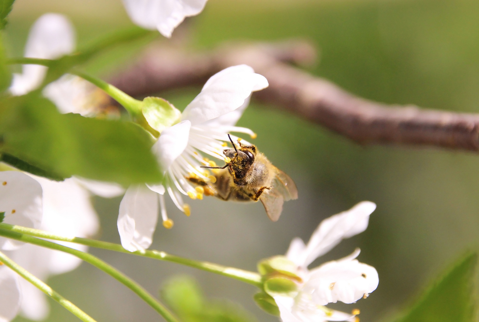 Biene mit Blütenstaub
