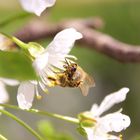 Biene mit Blütenstaub