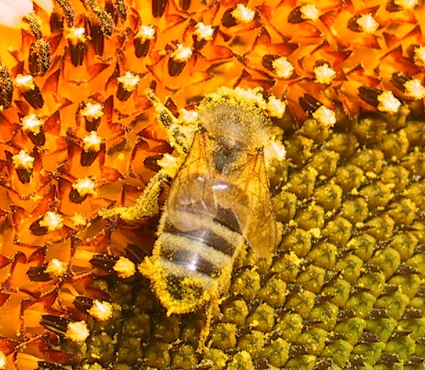 Biene mit Blütenstaub