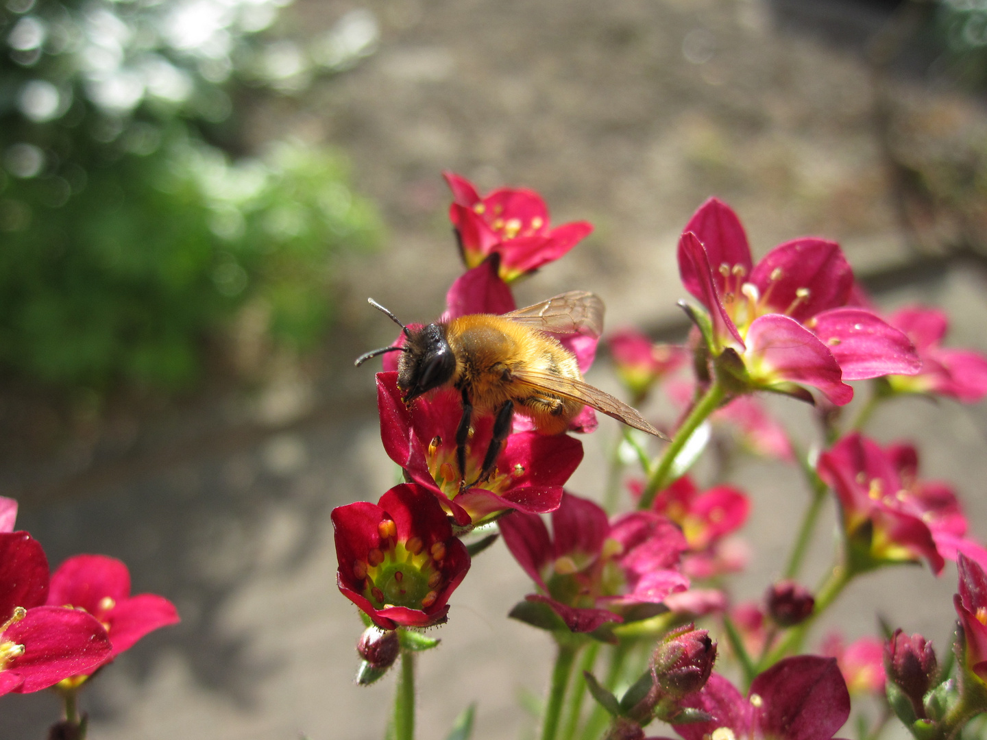 Biene mit Blumen