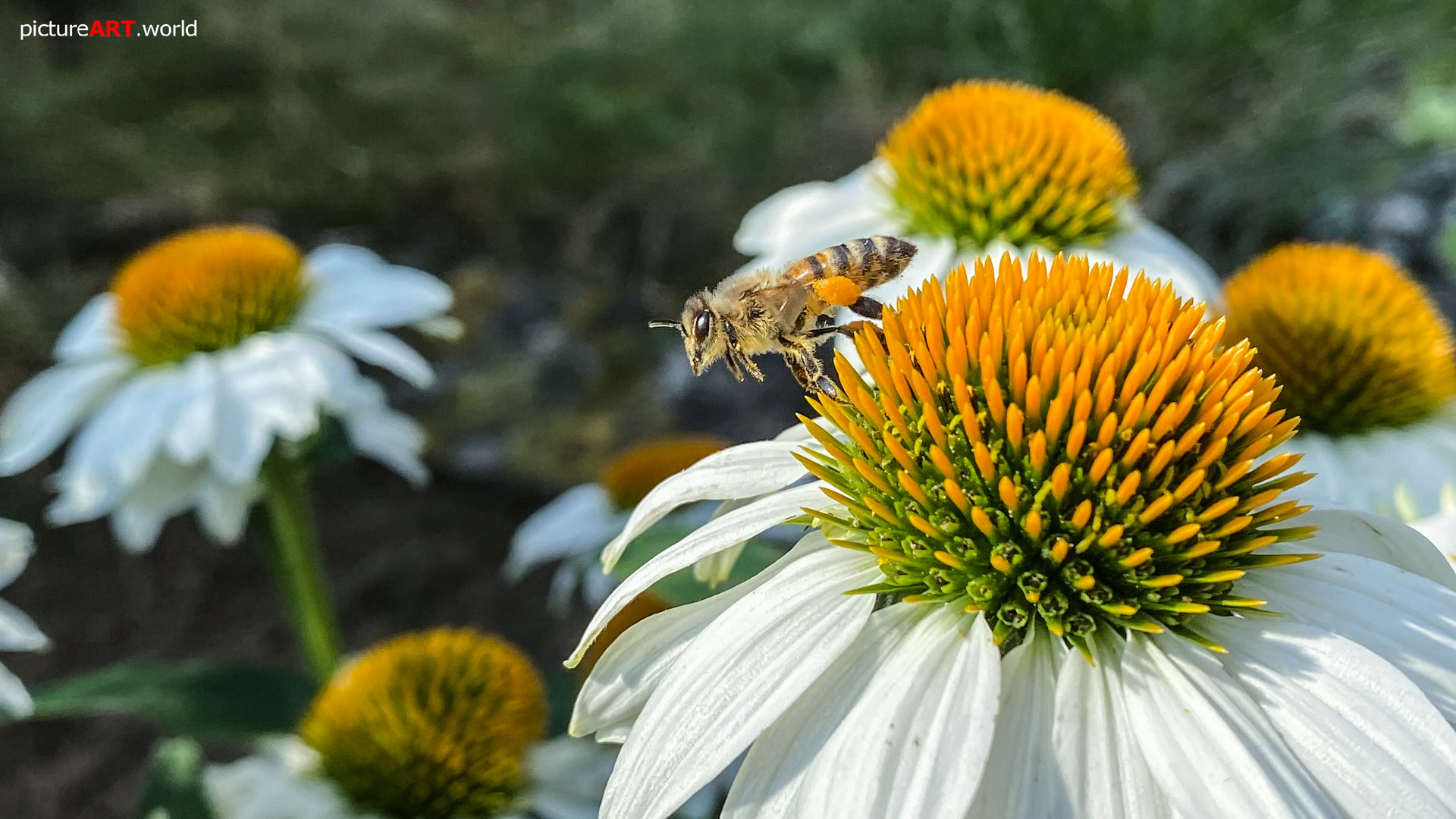 Biene mit dem iPhone fotografiert