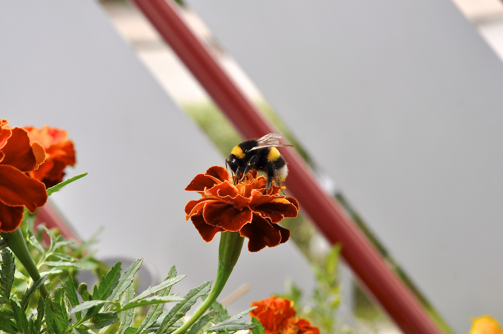 Biene mit der Nikon D 90 auf den Balkon