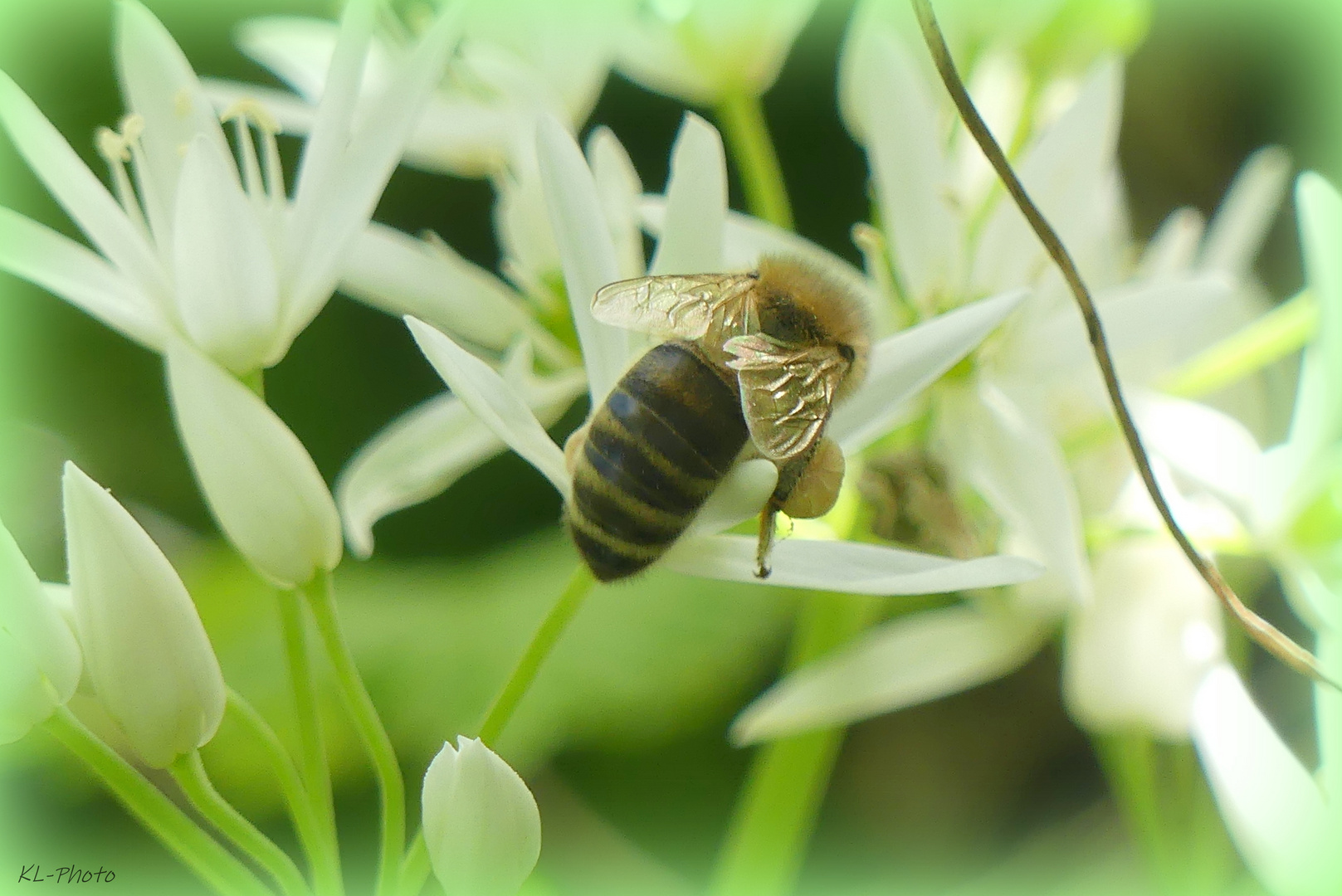 Biene mit dicken Pollenbeinchen