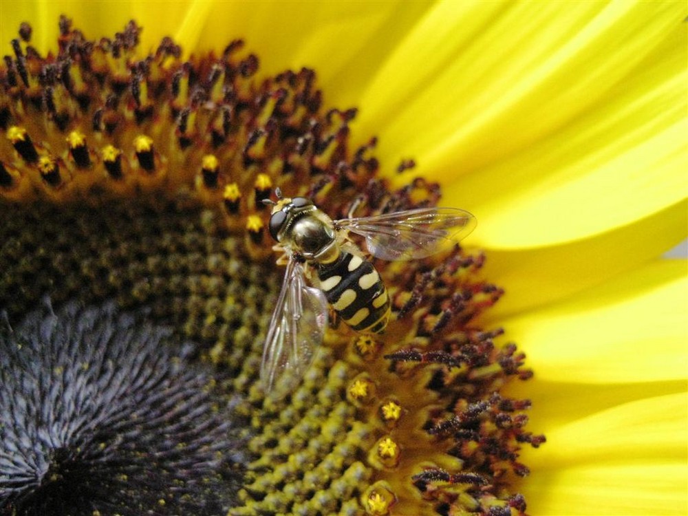 Biene mit Flieger-Brille