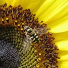 Biene mit Flieger-Brille