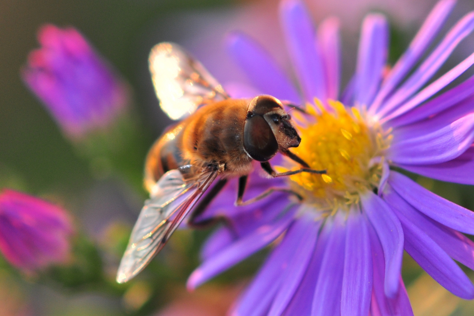 Biene mit Fliegerkappe