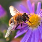 Biene mit Fliegerkappe