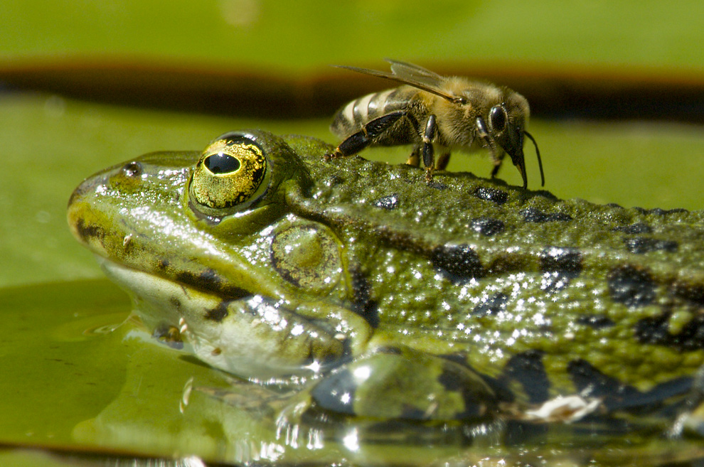 Biene mit Frosch am Hintern