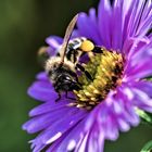 Biene mit gelbem Pollenhöschen
