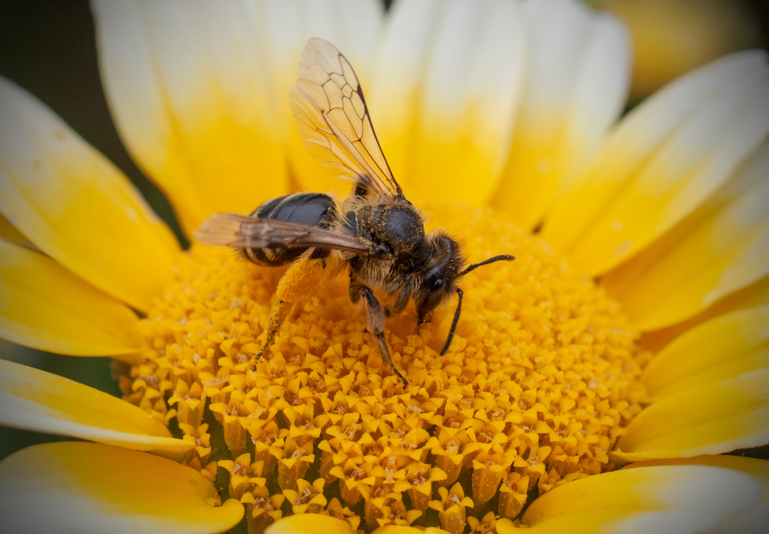 Biene mit gelben Pollen