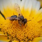 Biene mit gelben Pollen