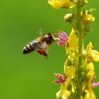 Biene mit Höschen vor Dunkler Königskerze