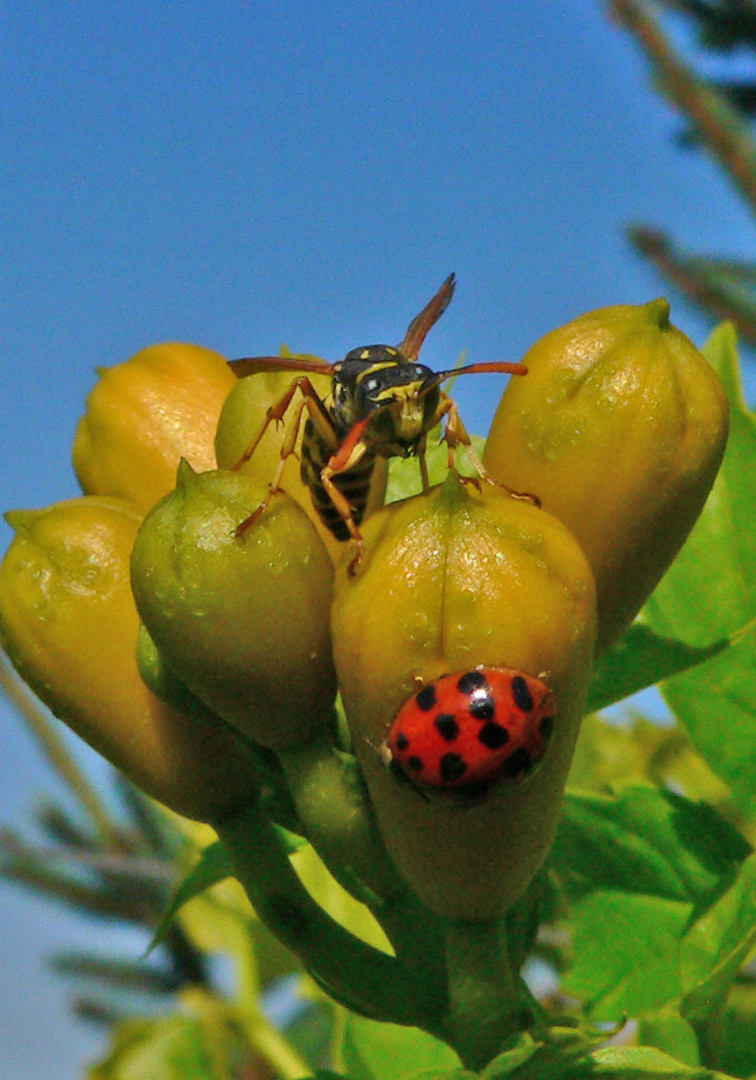 Biene mit Käfer