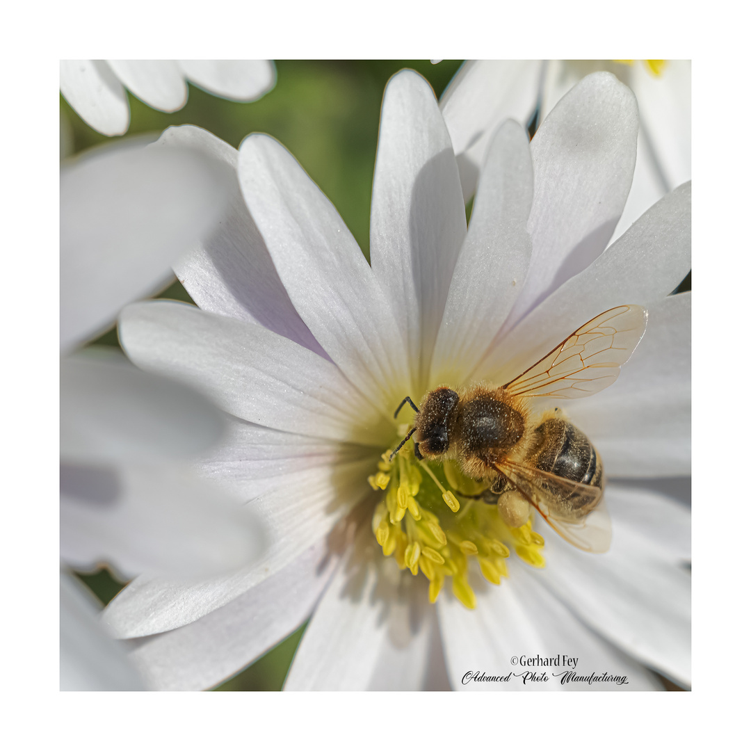 Biene mit Krokus Nr.2