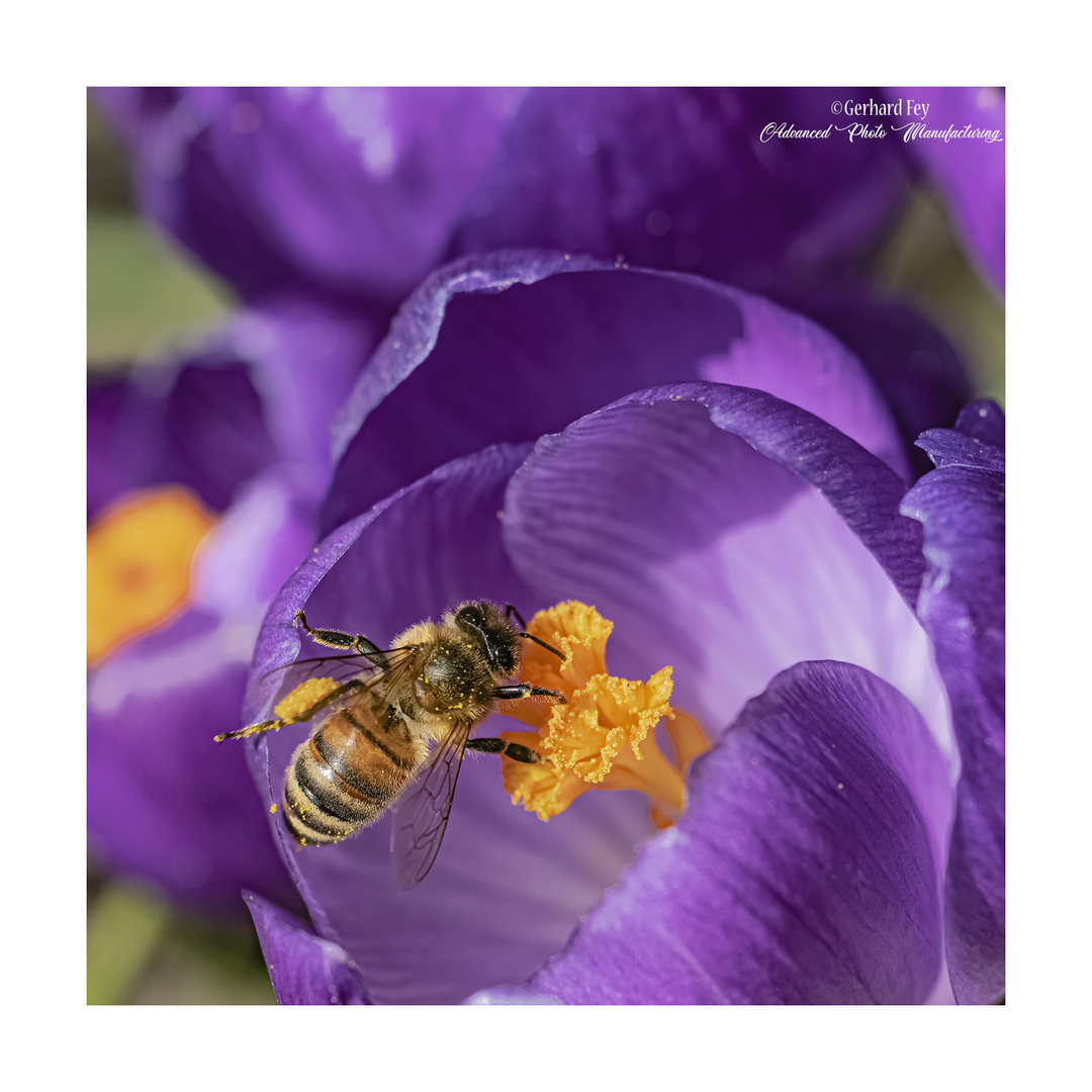 Biene mit Krokus Nr.4