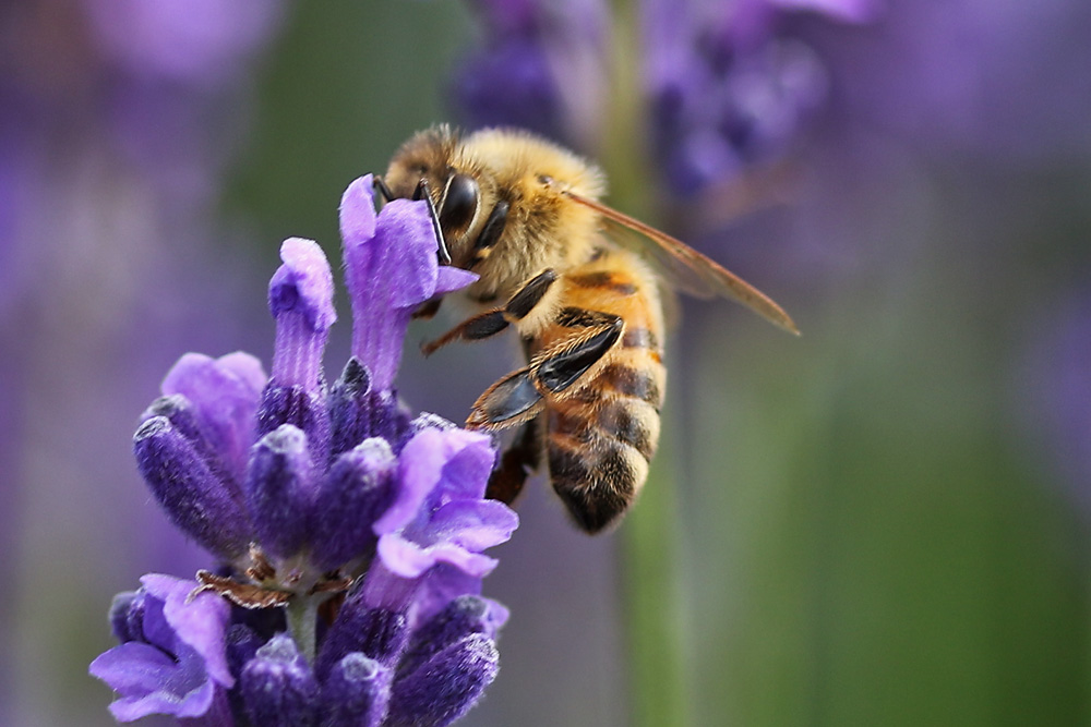 Biene mit "Lavendel-Maske"