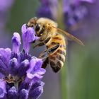 Biene mit "Lavendel-Maske"