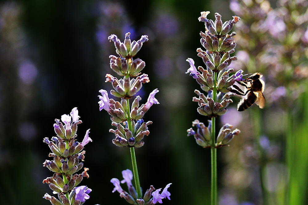 Biene mit Lavendelblüten im Gegenlicht