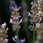 Biene mit Lavendelblüten im Gegenlicht