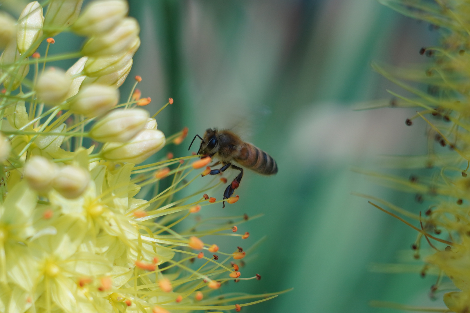 Biene mit manuellem Focus erwischt