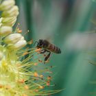 Biene mit manuellem Focus erwischt