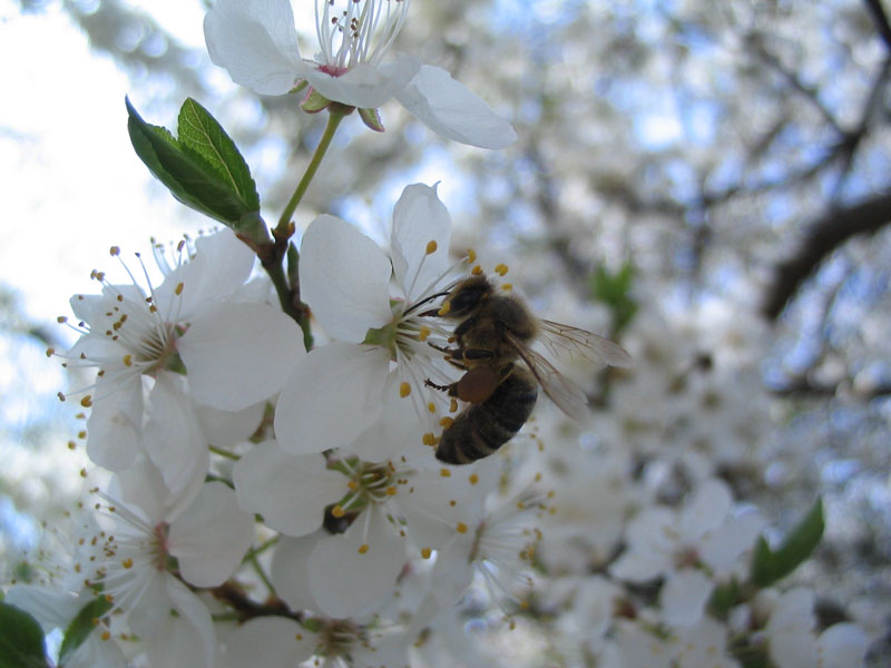 Biene mit Nektarpolster