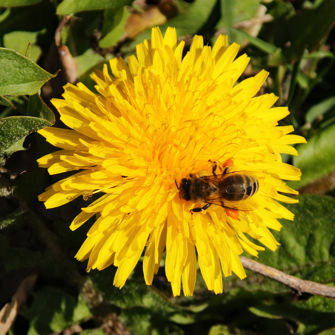 Biene mit Päckchen