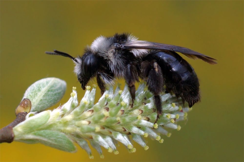 Biene mit Pelz