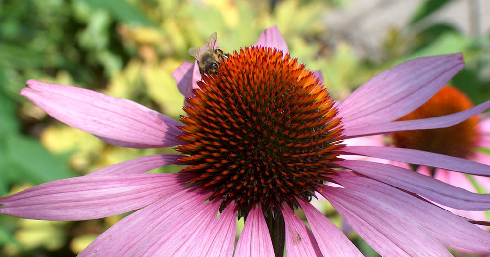 biene mit pinker blume