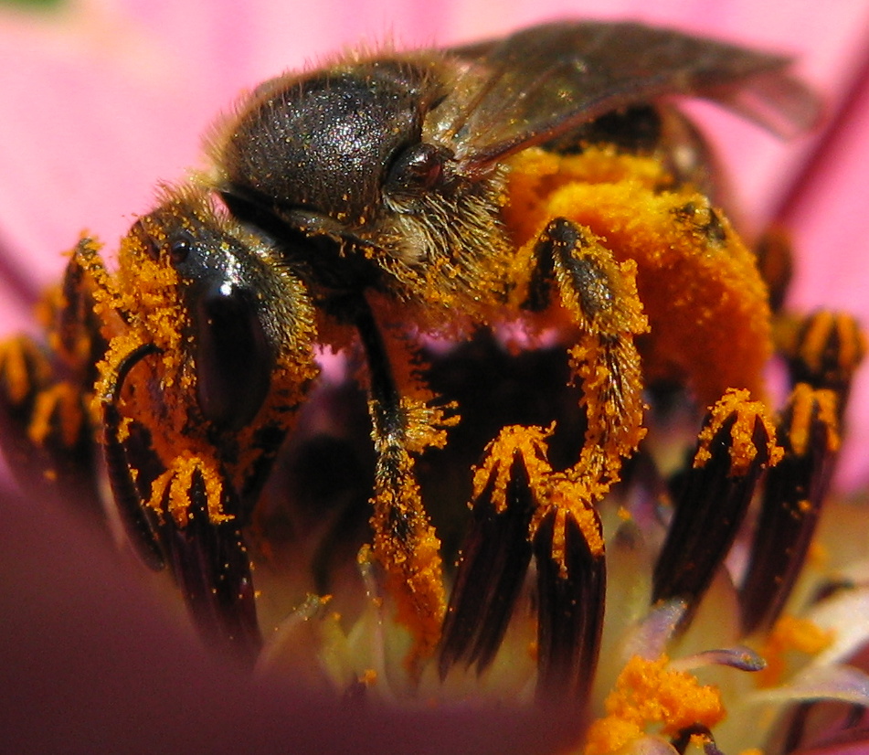 Biene mit Pollen