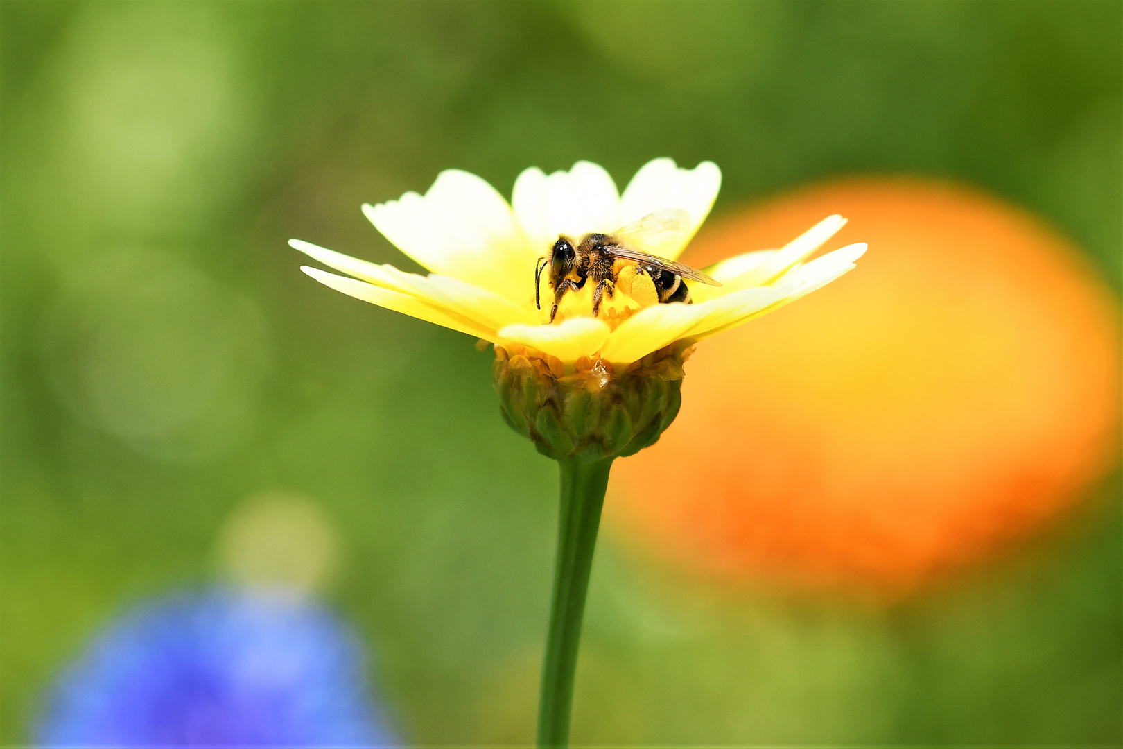 Biene mit Pollen