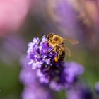 Biene mit Pollen am Bein auf Lavendel